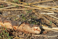 Ophiogomphus occidentis