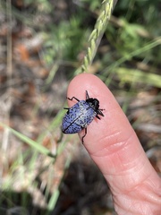 Cypherotylus californicus