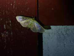 Herpetogramma aquilonalis
