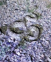 Crotalus scutulatus