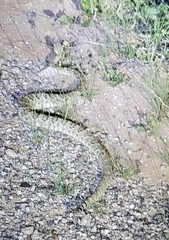 Crotalus scutulatus