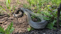 Masticophis mentovarius