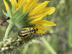 Acmaeodera amplicollis