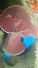 Petrosia pellasarca