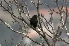 Turdus merula