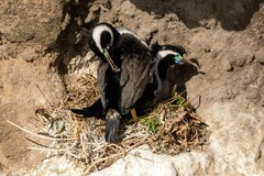 Phalacrocorax punctatus punctatus