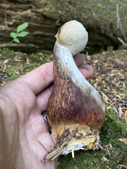 Aureoboletus mirabilis