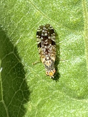 Neotephritis finalis