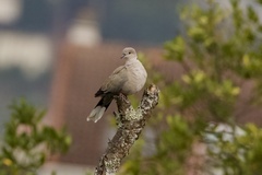 Streptopelia decaocto