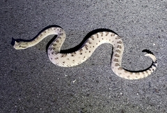 Crotalus cerastes cercobombus