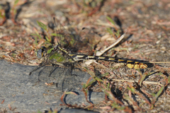 Ophiogomphus occidentis
