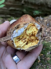 Aureoboletus mirabilis