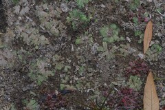 Riccia