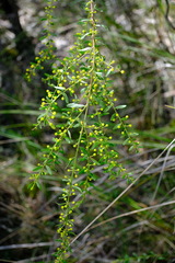 Acacia acinacea