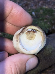 Aureoboletus mirabilis