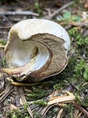 Aureoboletus mirabilis