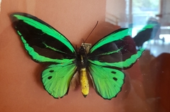 Ornithoptera