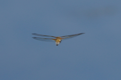 Libellula quadrimaculata