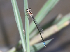 Ischnura