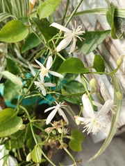 Clematis glycinoides