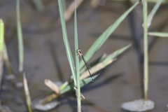 Ischnura