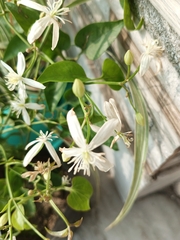 Clematis glycinoides