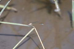 Ischnura