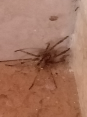 Lycosinae