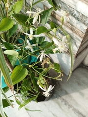 Clematis glycinoides