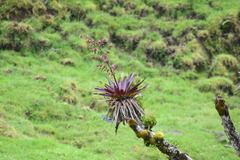 Tillandsia tovarensis
