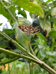 Sameodes cancellalis