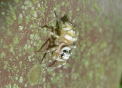Phintella linea