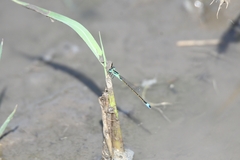 Ischnura