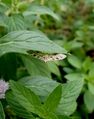 Sameodes cancellalis