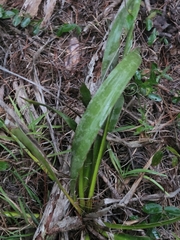 Yucca filamentosa