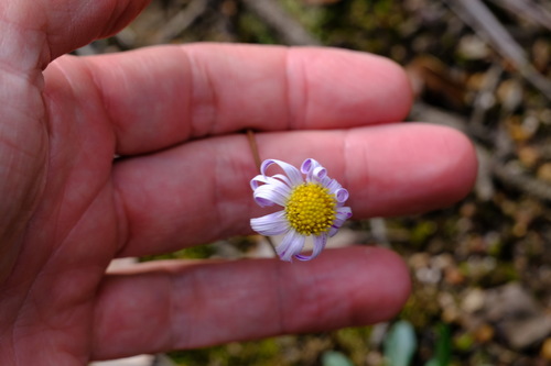 Image of Allittia uliginosa by (c) Peter Crowcroft, some rights reserved (CC BY)