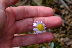 Allittia uliginosa