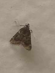Aglossa