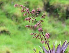 Tillandsia tovarensis