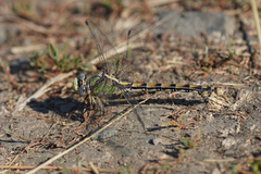 Ophiogomphus occidentis