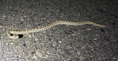 Crotalus scutulatus