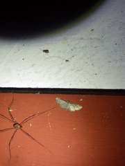 Eupithecia miserulata