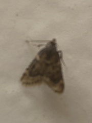Aglossa