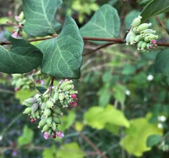 Symphoricarpos occidentalis