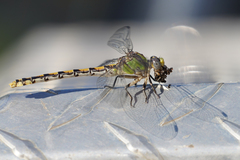 Ophiogomphus occidentis