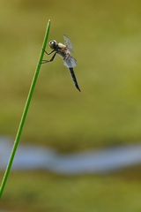 Libellula quadrimaculata