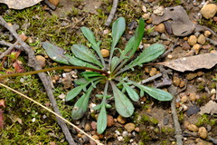 Allittia uliginosa