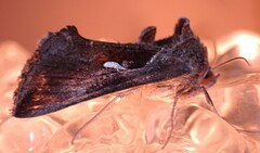 Anagrapha falcifera