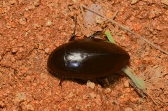 Hydrophilus