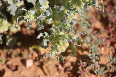 Atriplex holocarpa